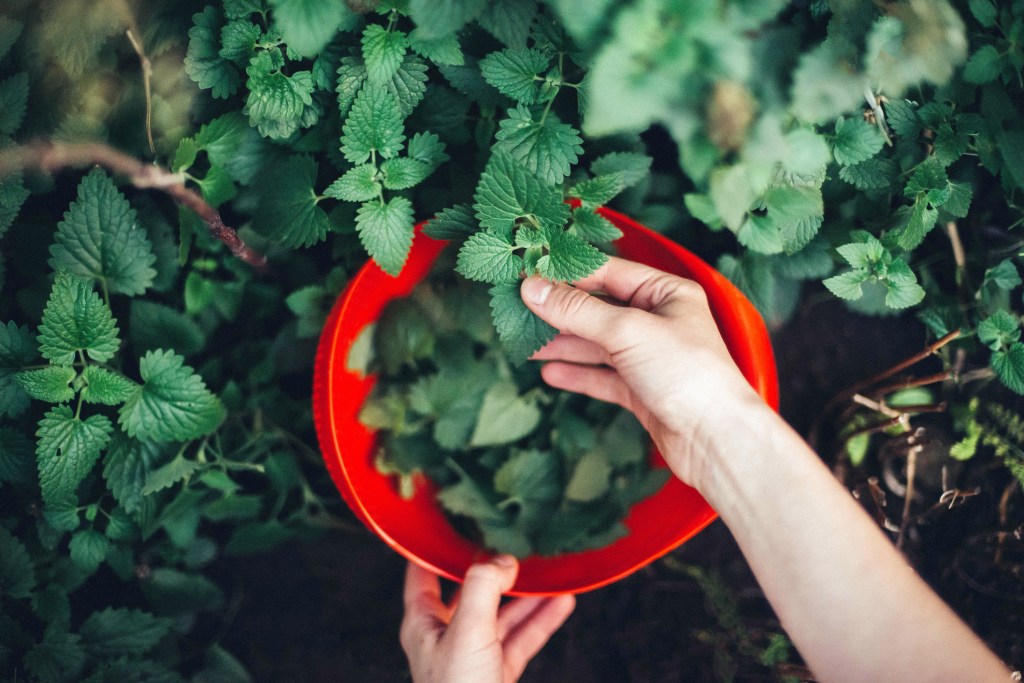 Harvesting peppermint