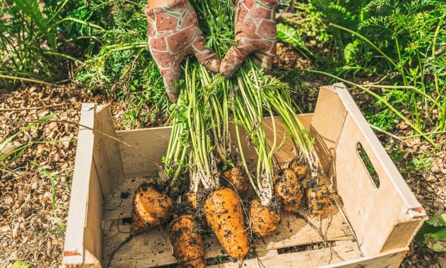 vegetables to start in the greenhouse winter harvesting carrots