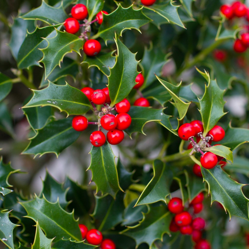 Groups of holly berries