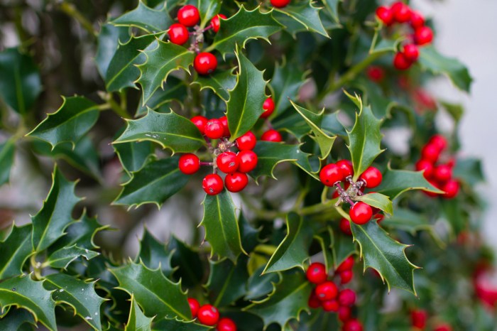Groups of holly berries