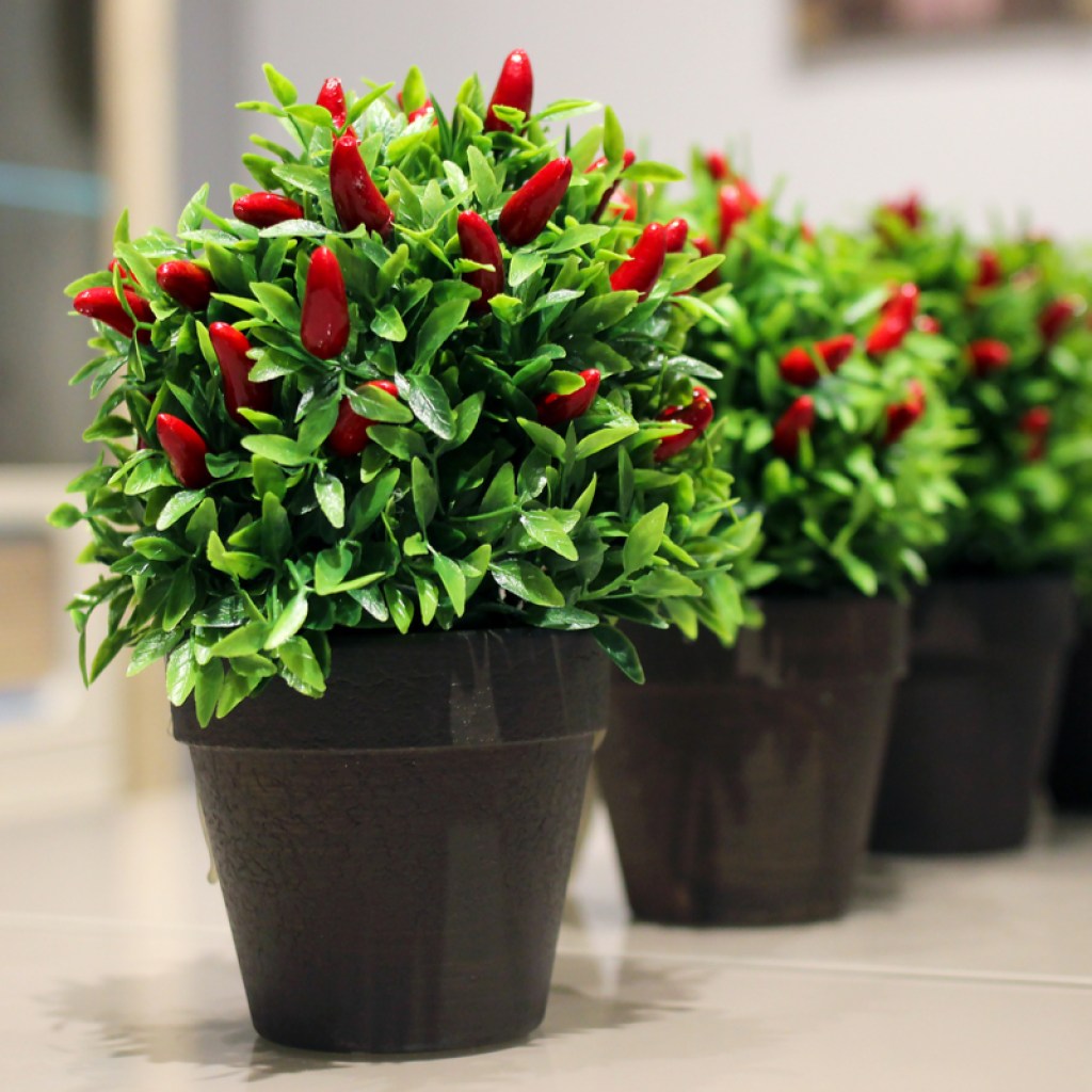 Several potted pepper plants