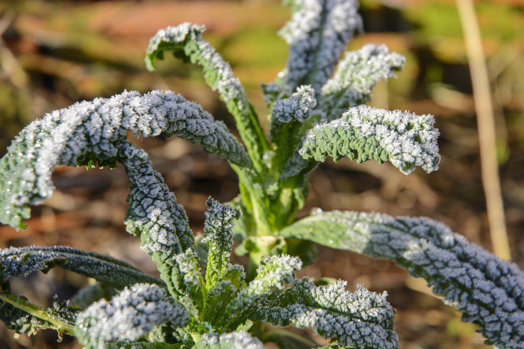 winter kale