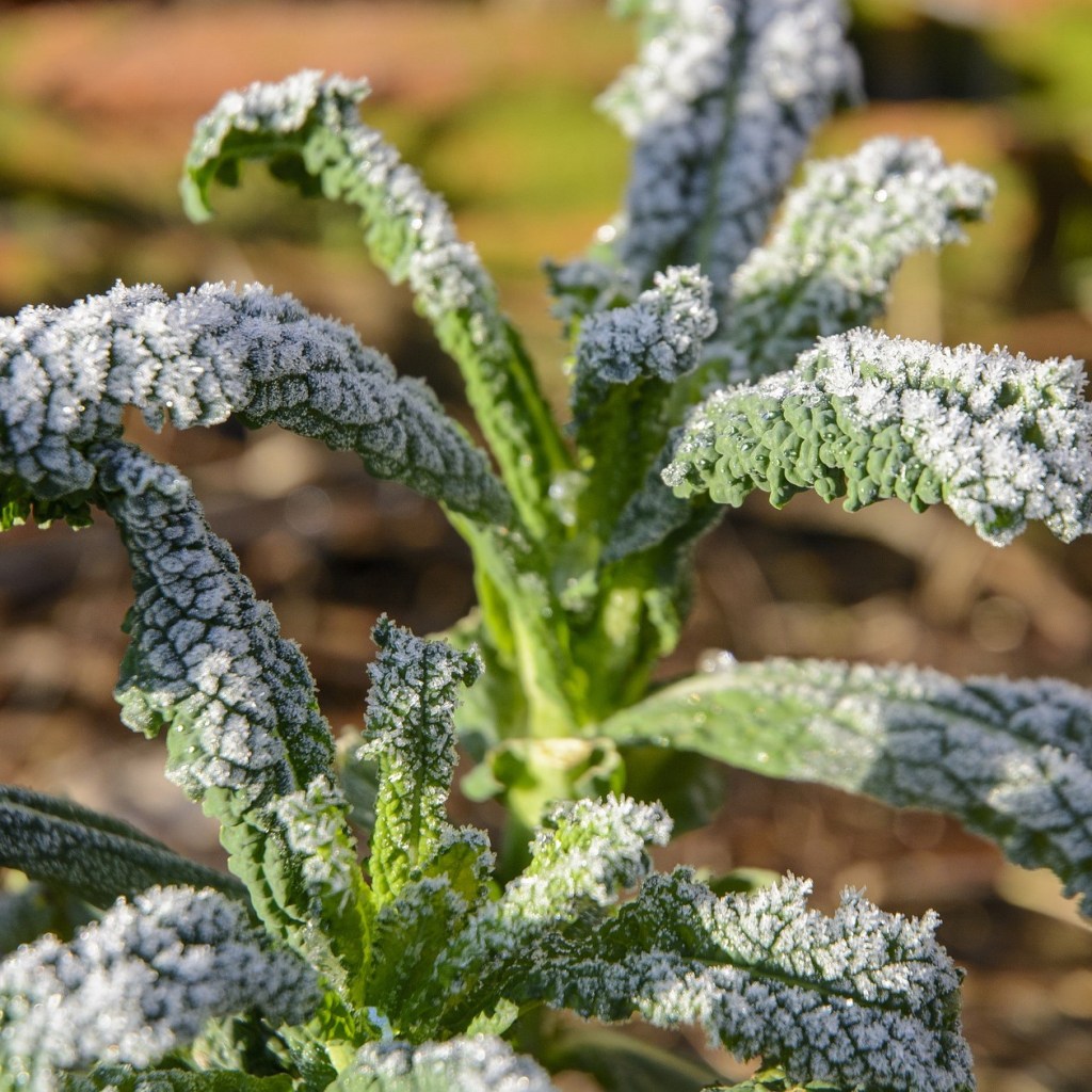 A tall kale plant with frost on the leaves