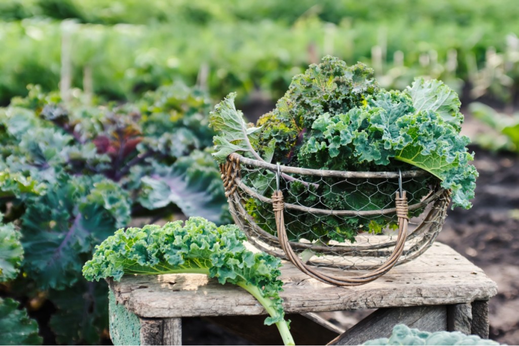 A basket of freshly harvest kale leaves with the kale plants behind it