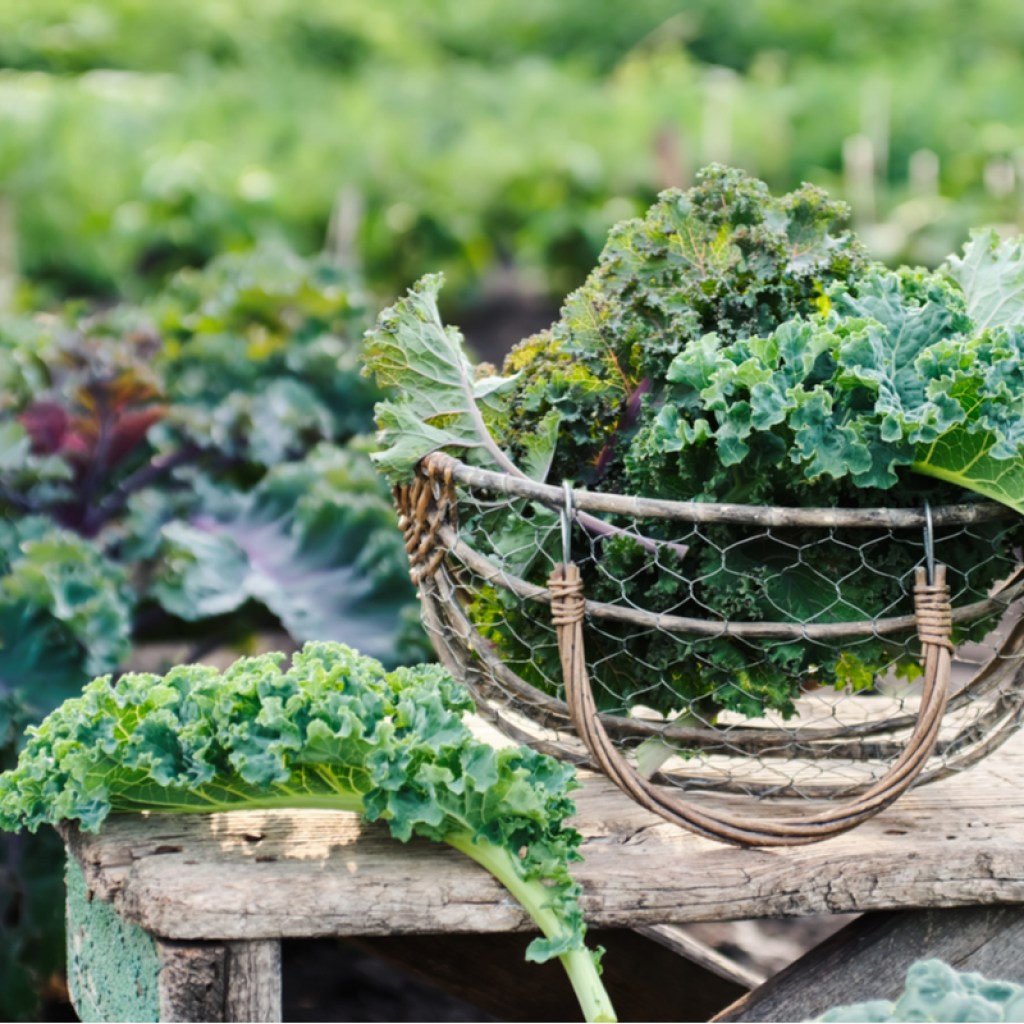 A basket of freshly harvest kale leaves with the kale plants behind it