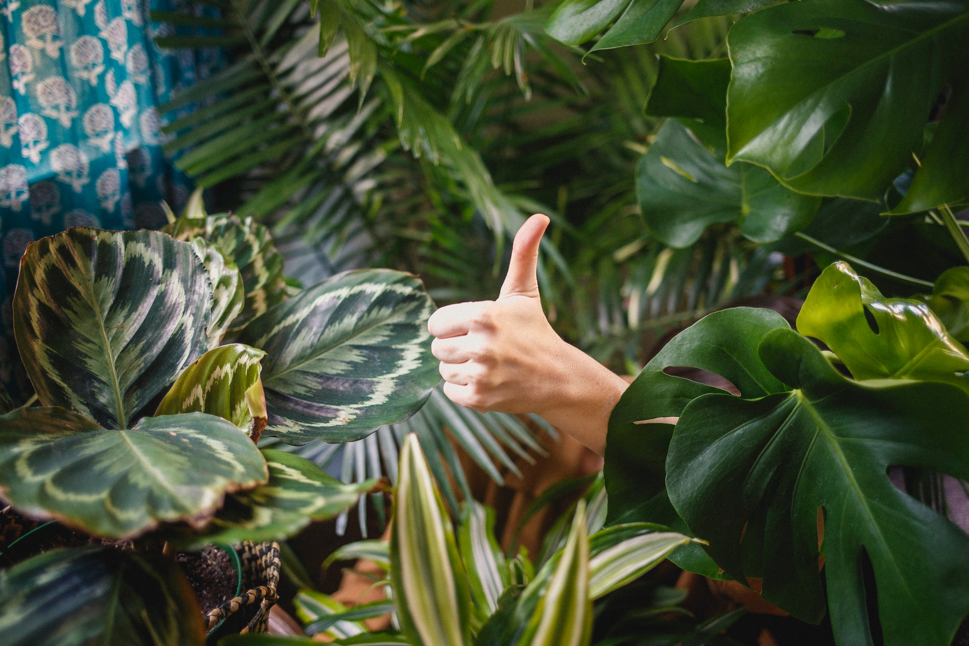thumbs up in the middle of plants