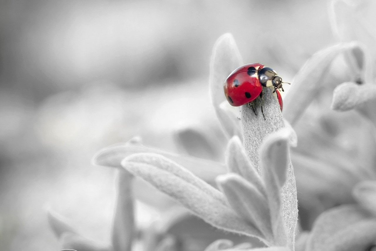 This Is Why You Should Never Use Ladybugs as Pest Control
