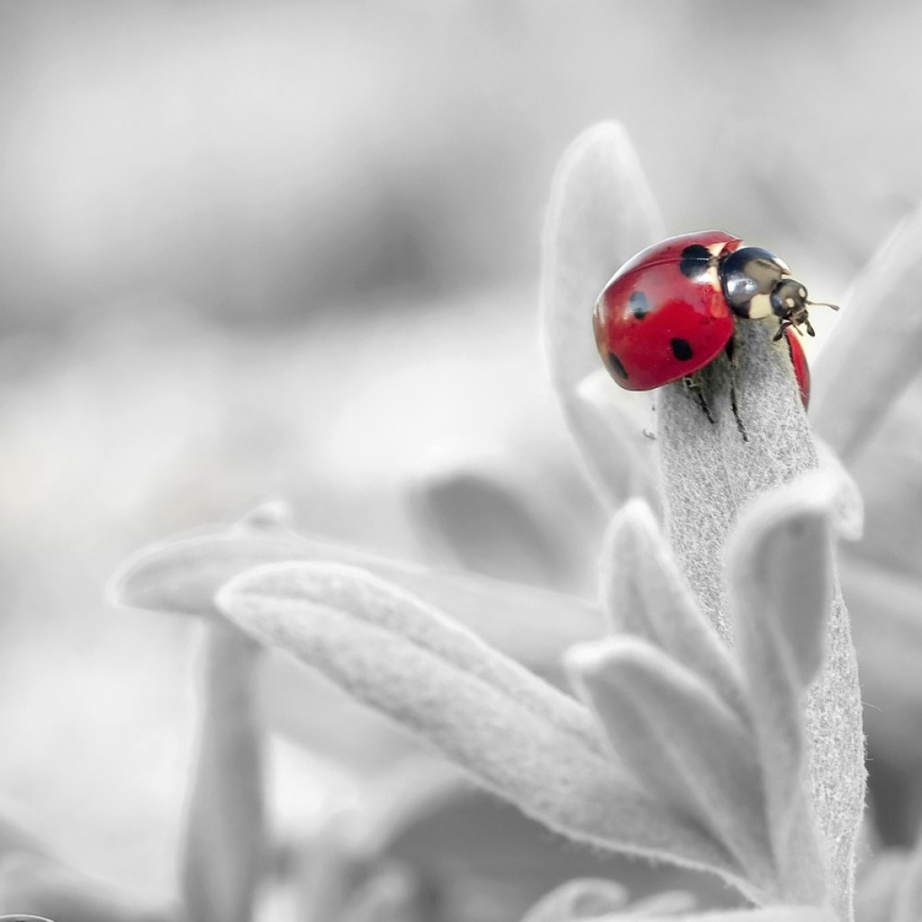 A ladybug on white fuzzy leaves
