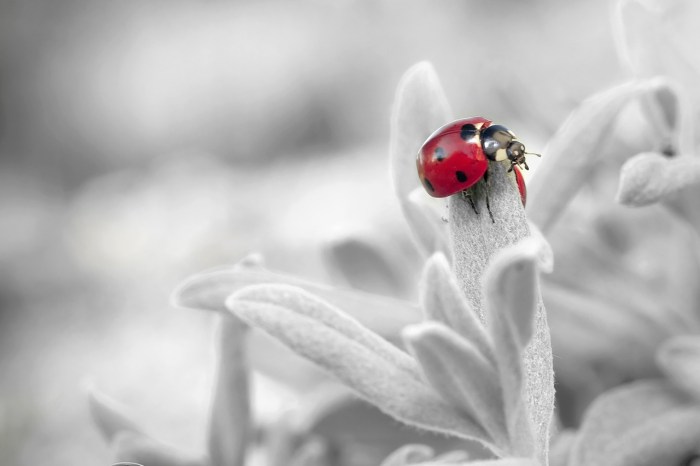 A ladybug on white fuzzy leaves