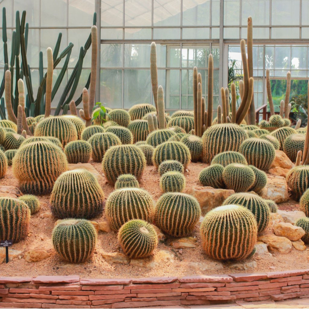 Golden barrel cacti