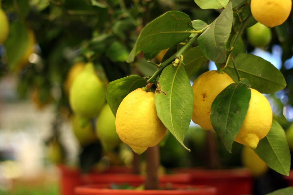 Close-up of lemon tree branch