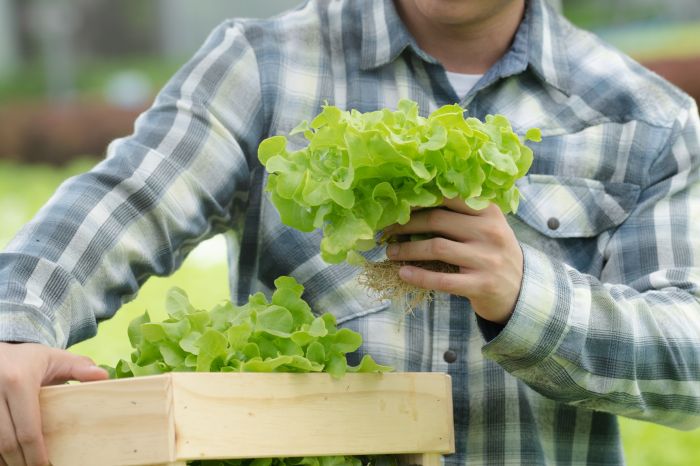 lettuce grower