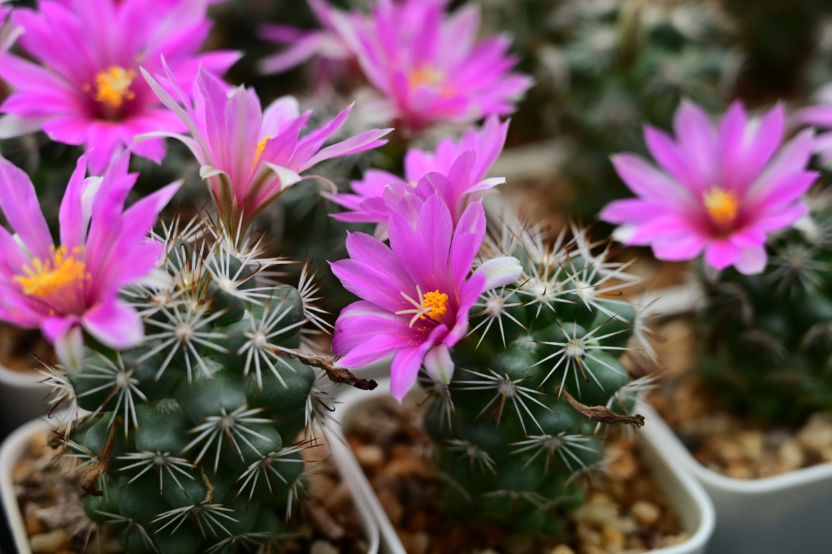 How often does a cactus flower bloom? What you need to know HappySprout