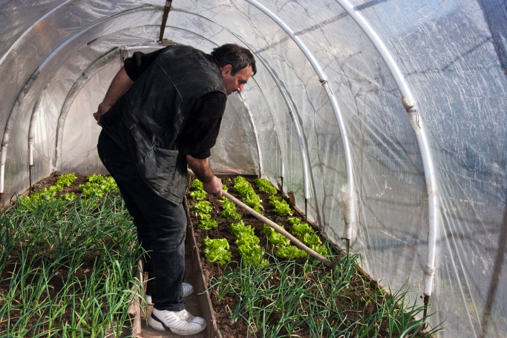 A man in a small greenhouse growing vegetables