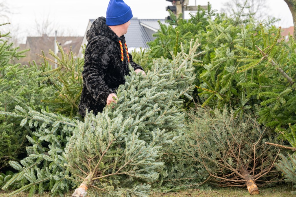 Man with Christmas trees