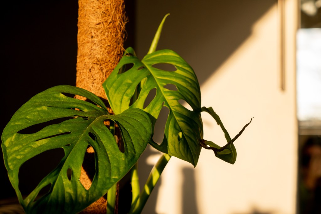 Monstera climbing a moss pole