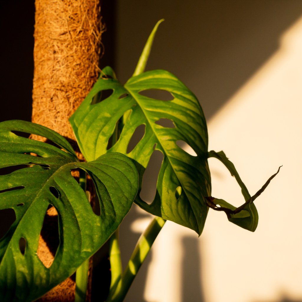 Monstera climbing a moss pole