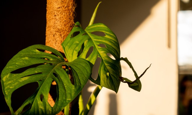 Monstera climbing a moss pole