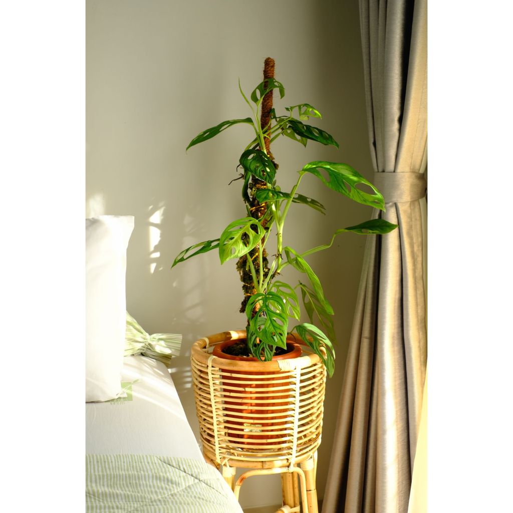 Plant on a moss pole
