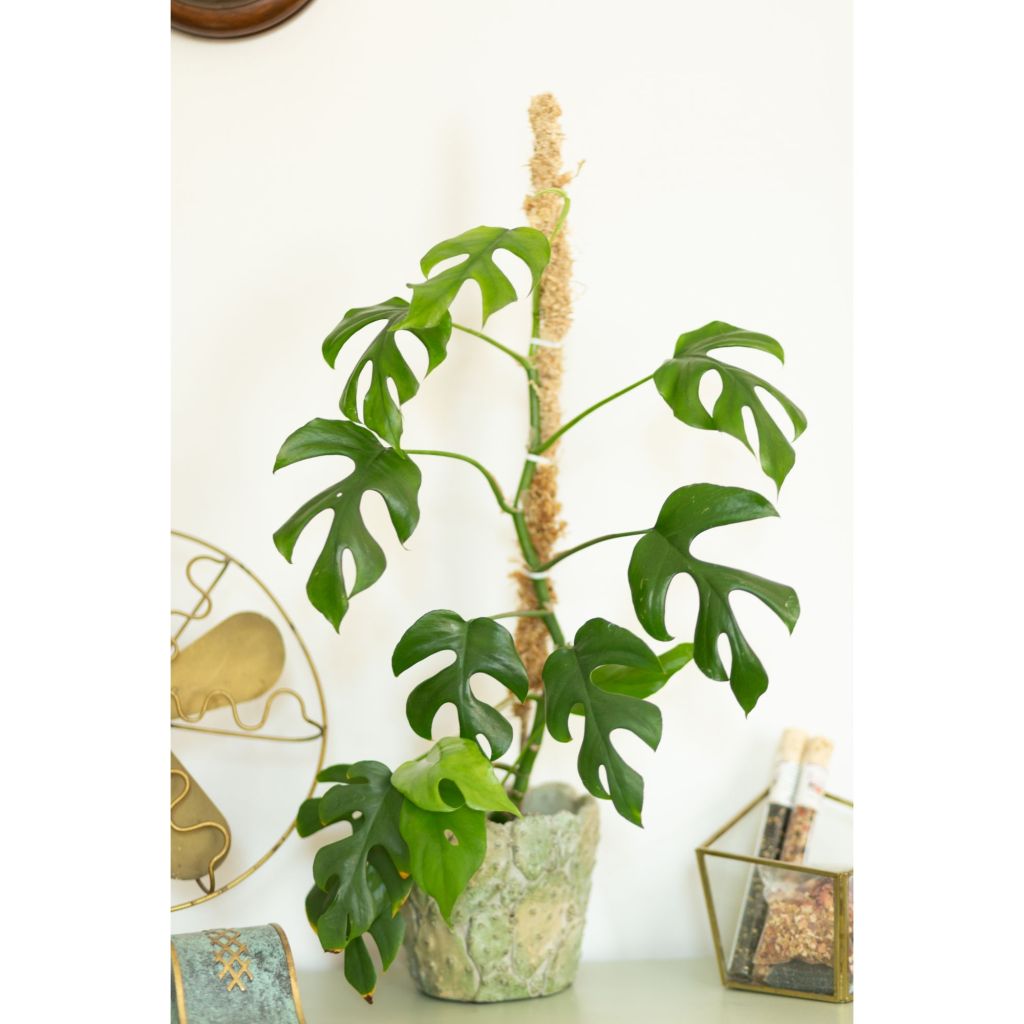 Plant climbing a moss pole