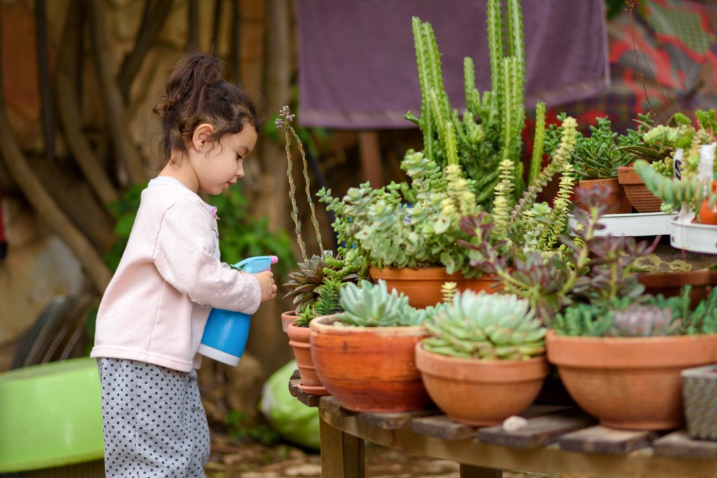 Watering succulents