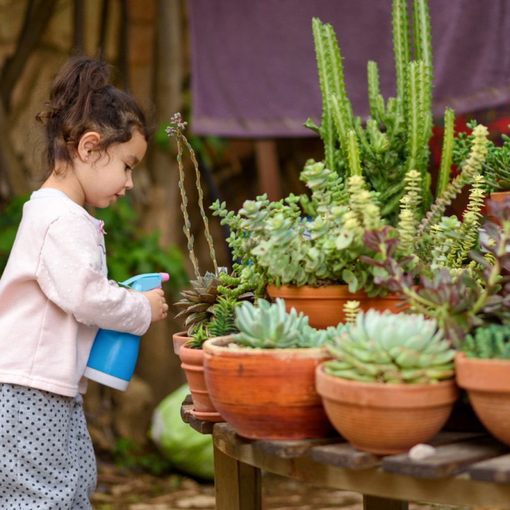 Watering succulents