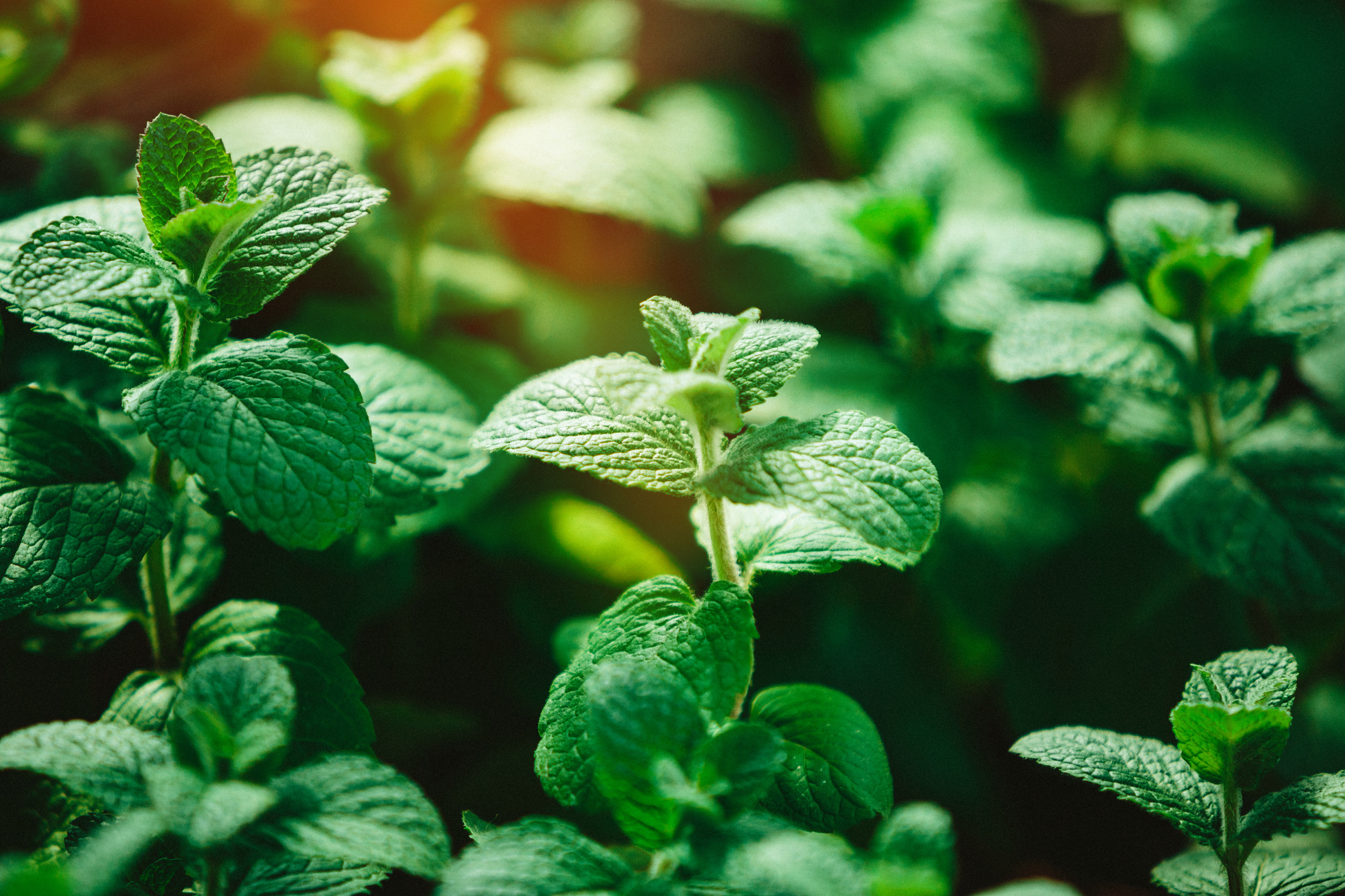 A comprehensive guide to using and growing peppermint HappySprout