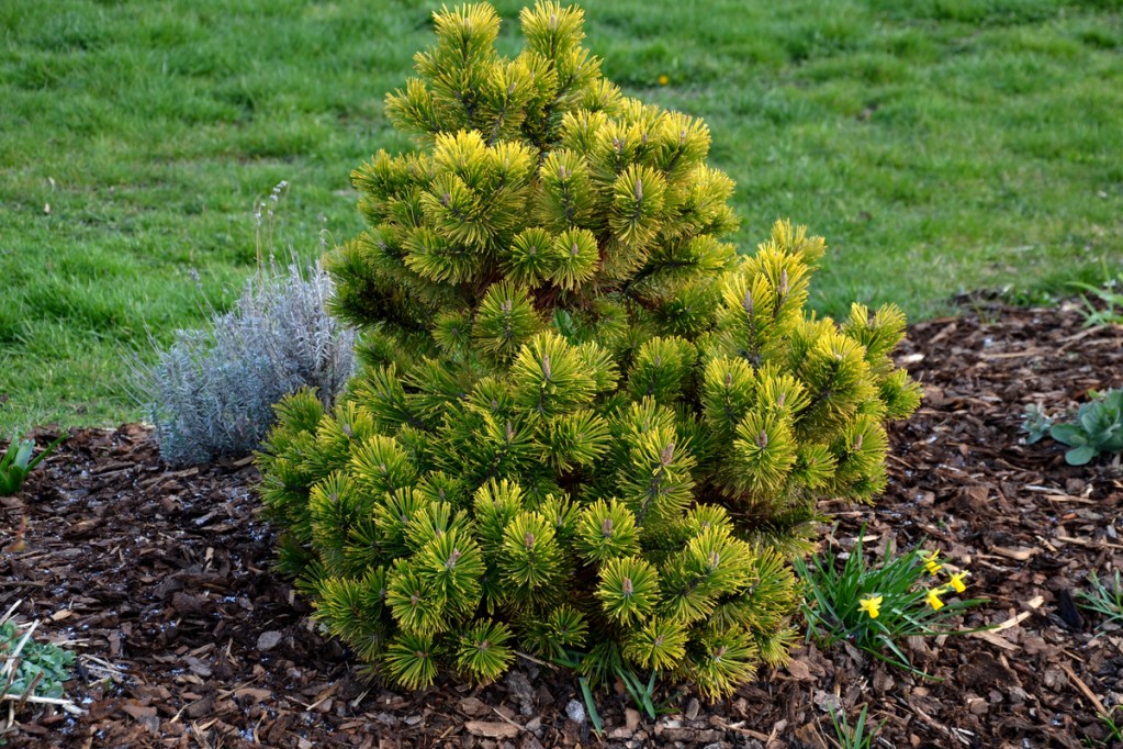 Small pine tree
