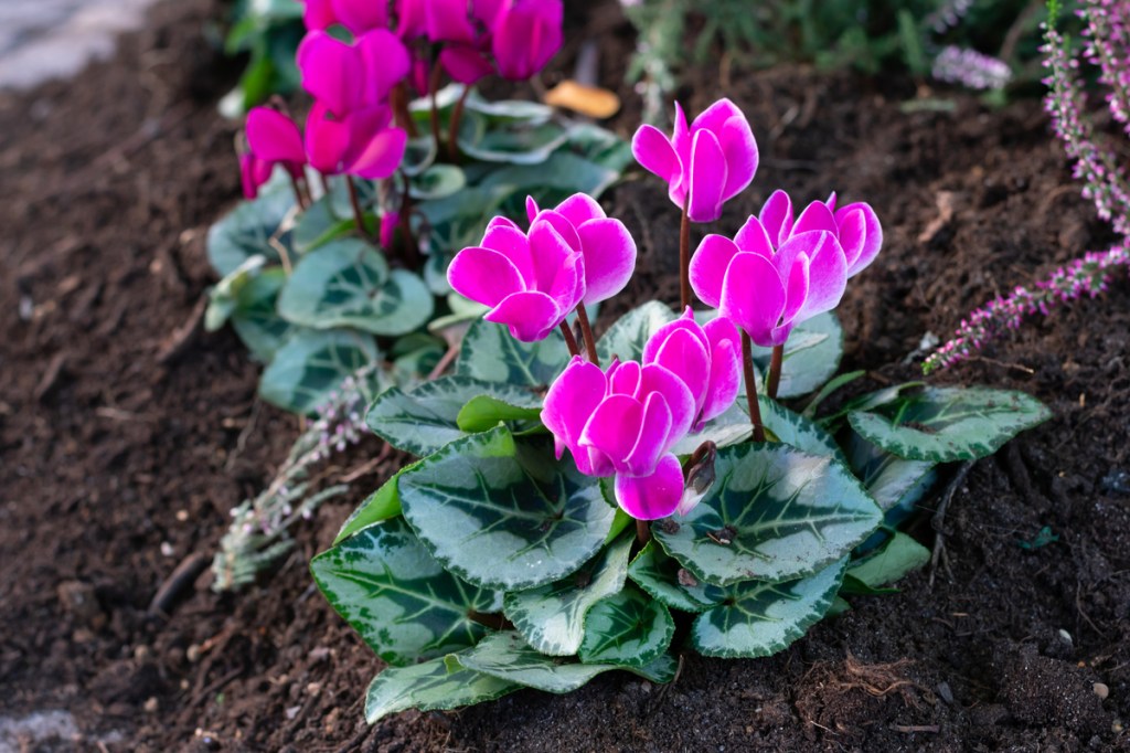 Pink and white cyclamen growing outdoors
