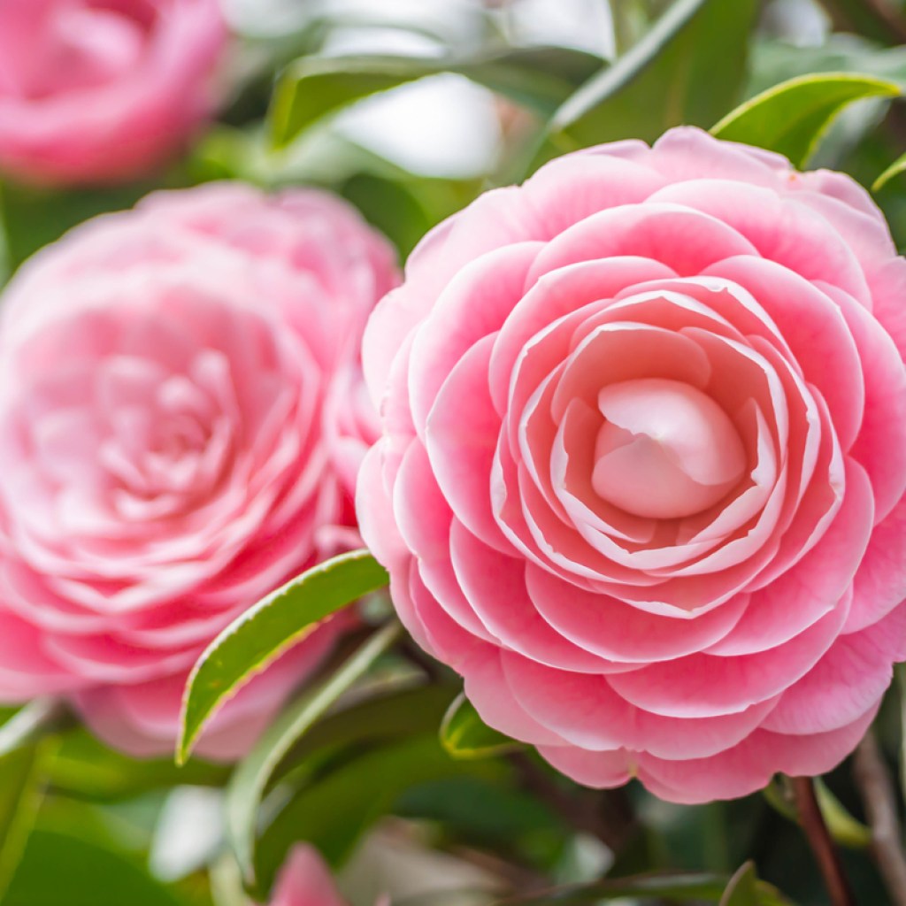 Pink camellia