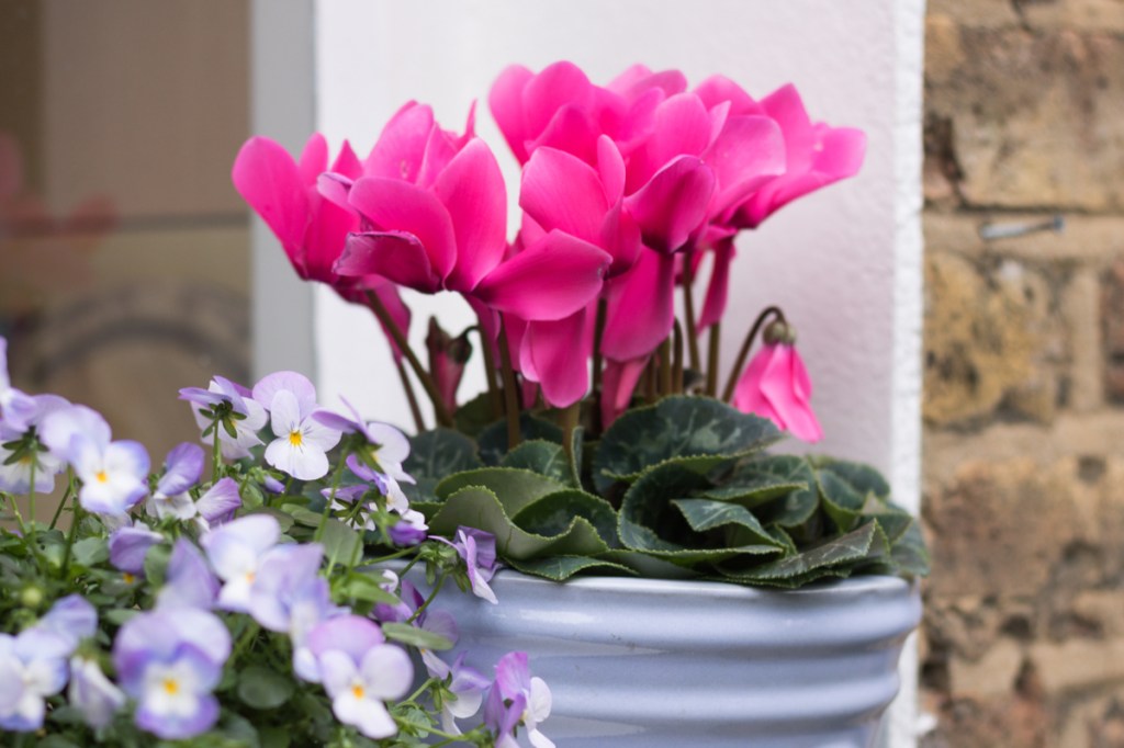 Pink cyclamen in a blue and white pot