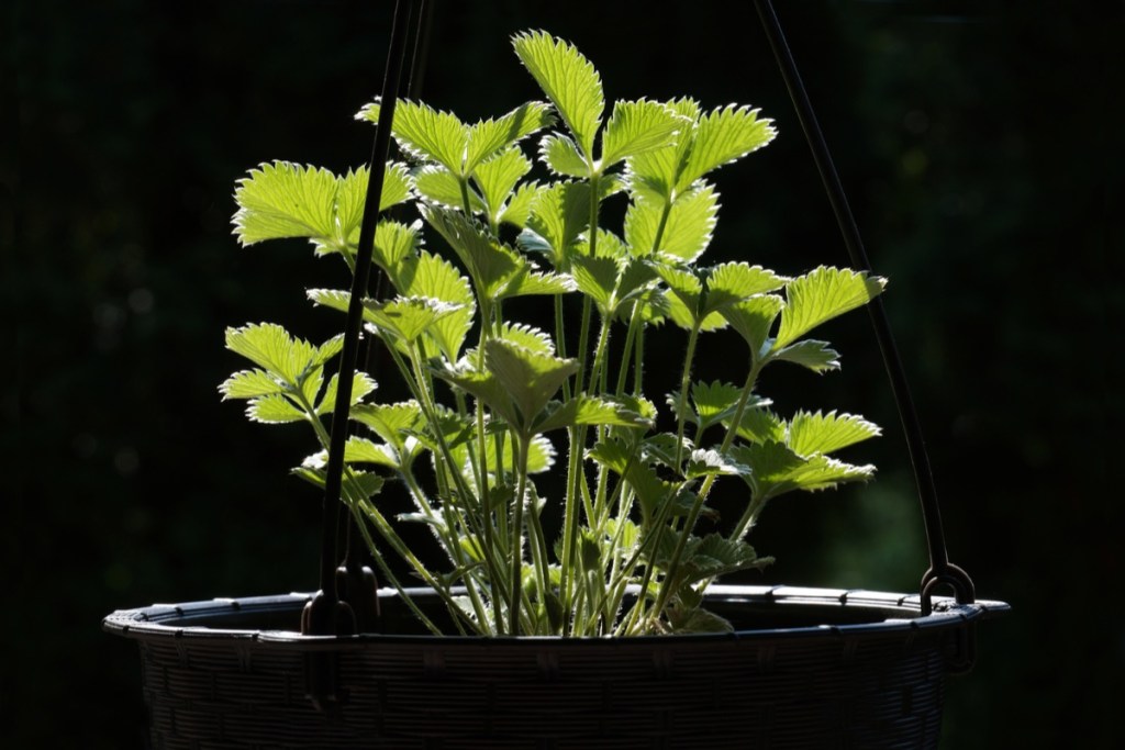 Plants in a dark background