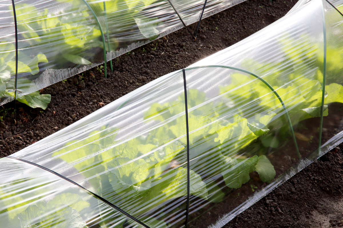 Plants growing under a plastic row cover