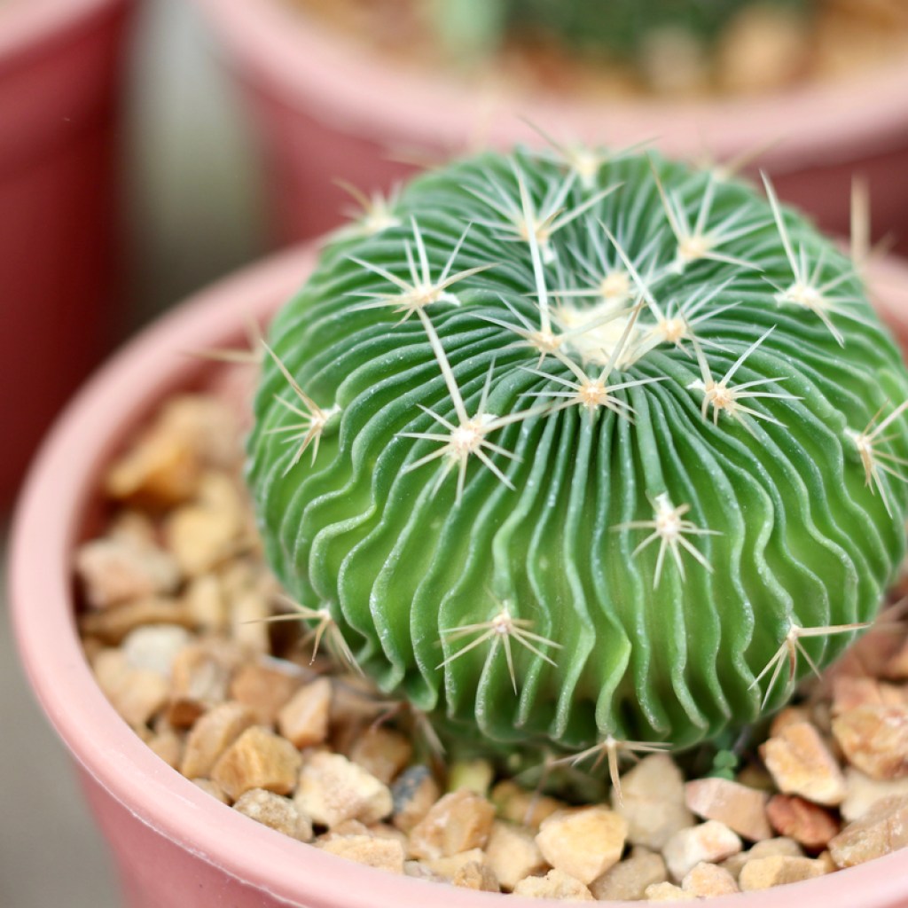 A potted brain cactus