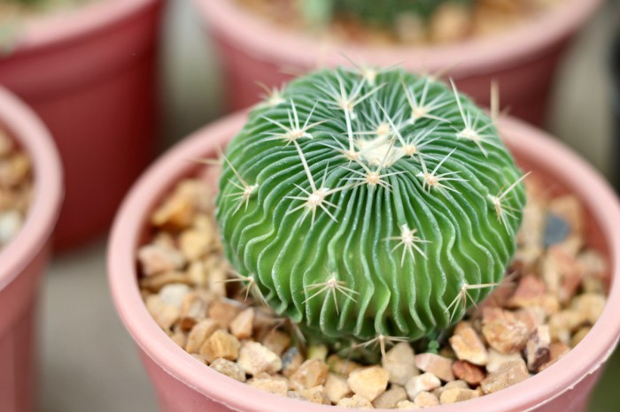 A potted brain cactus