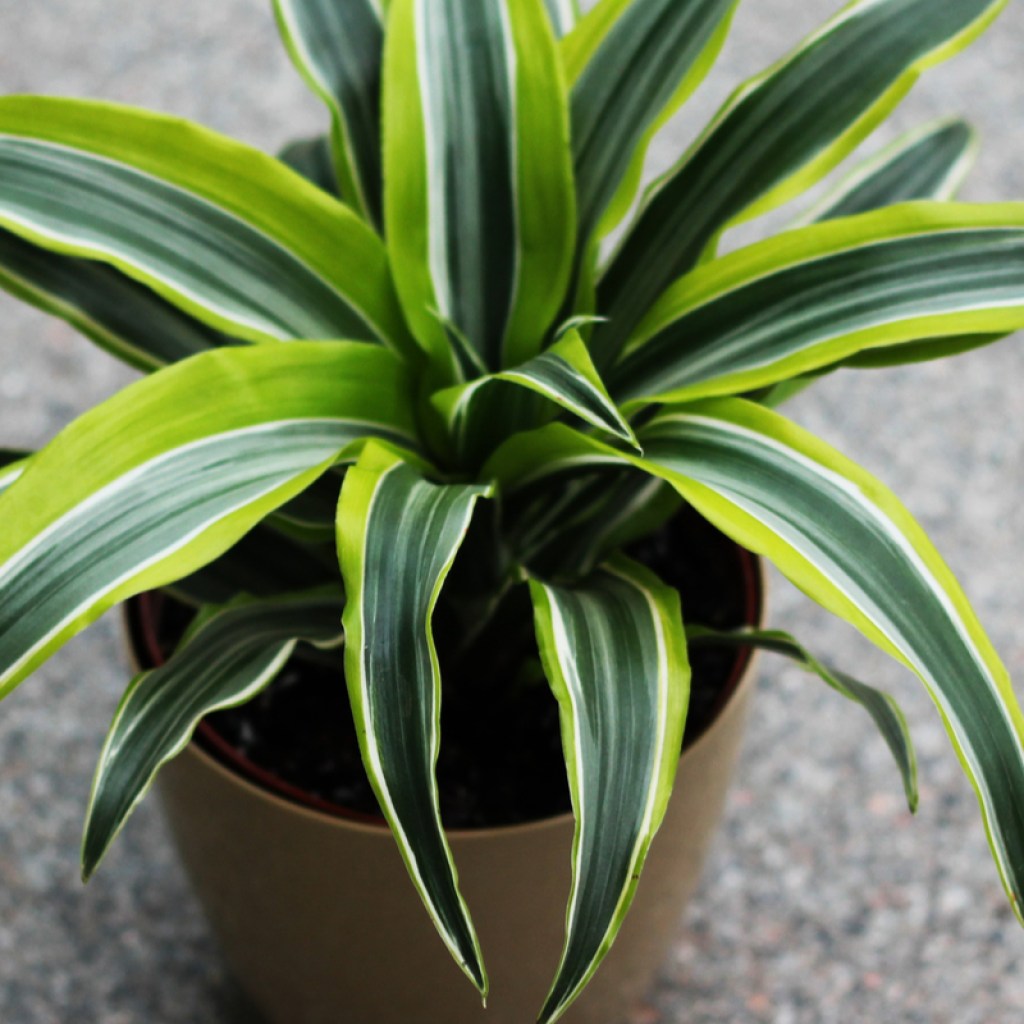 Dracaena limelight