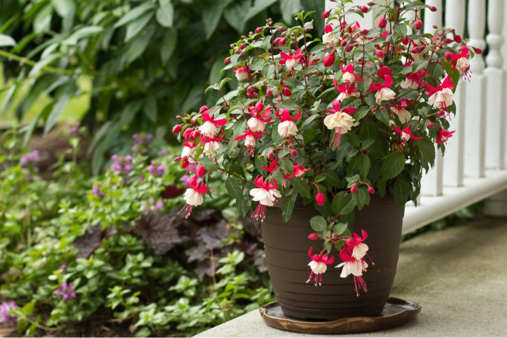 A fuchsia plant with pink and white flowers in a pot on a patio
