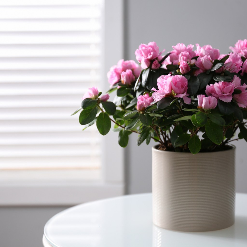 A potted pink azalea