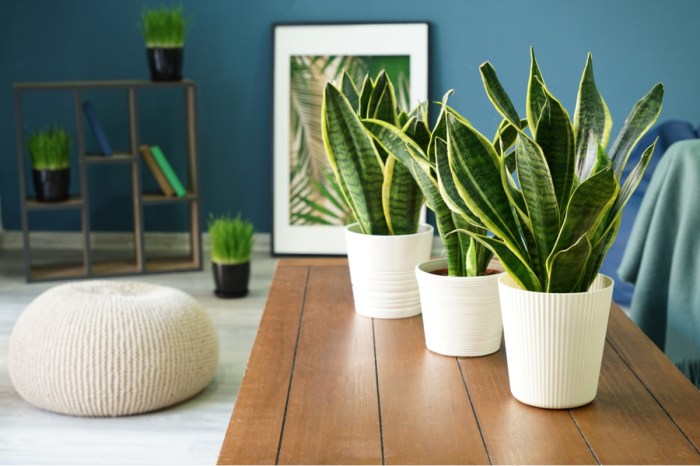 A collection of potted snake plants