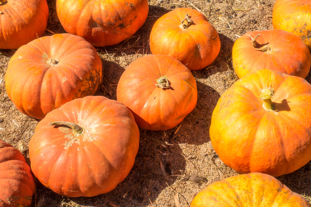 Pumpkins sitting in the sun