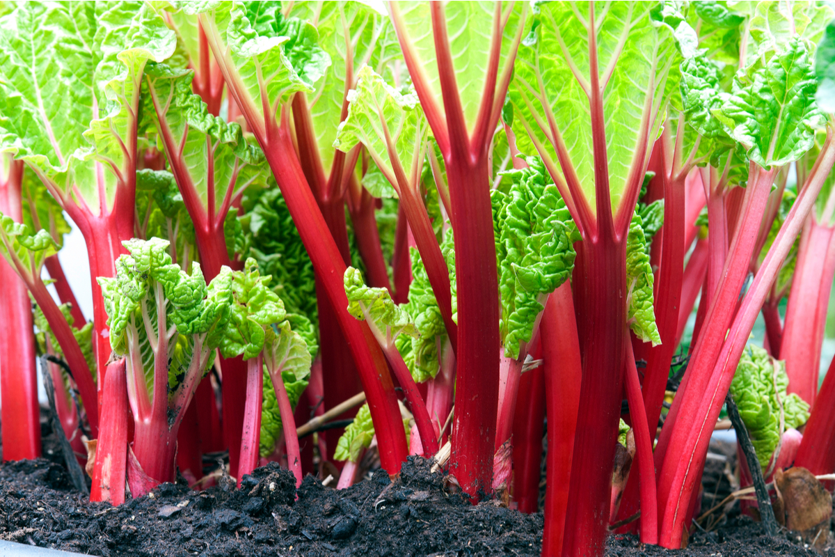 What Is Rhubarb?