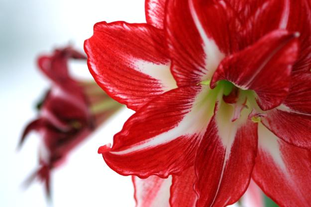 Amaryllis flower close-up