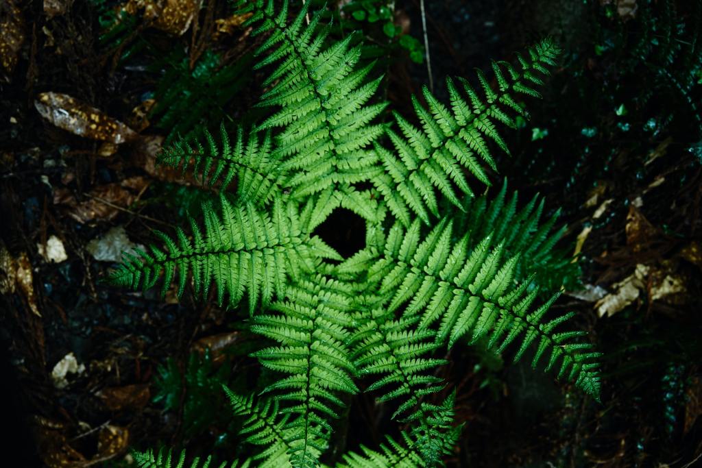 A clump of ferns splayed out like a starfish