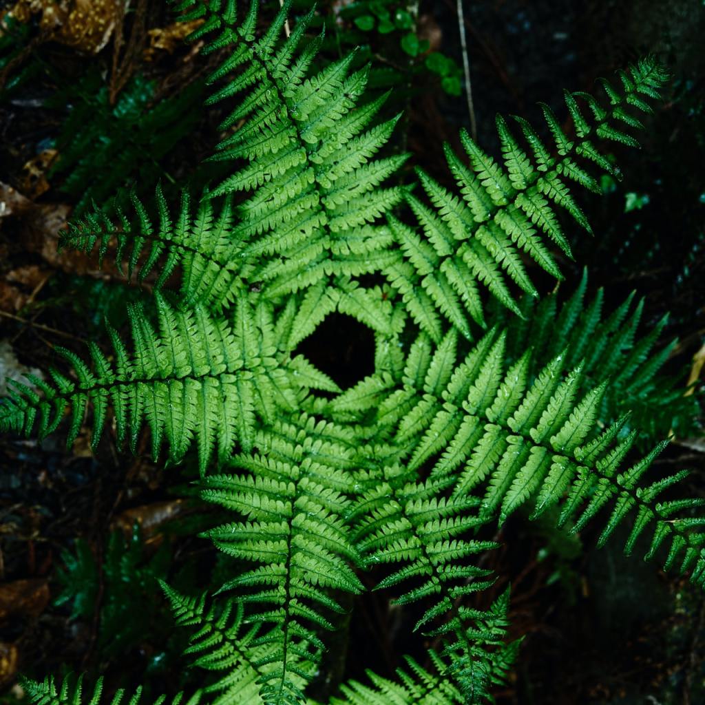 A clump of ferns splayed out like a starfish