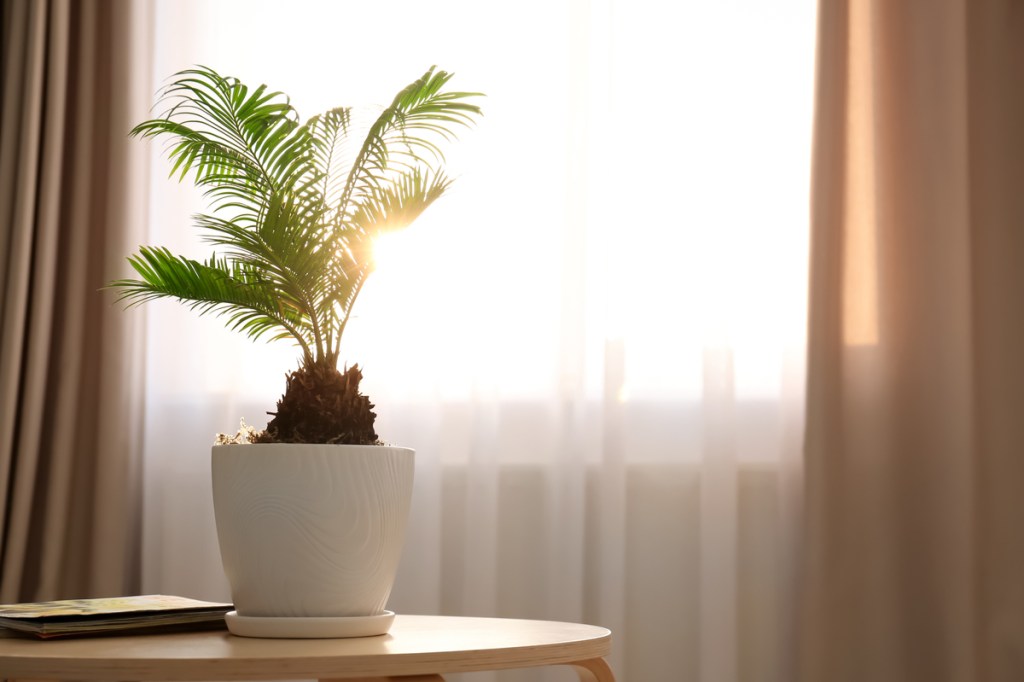 Sago palm