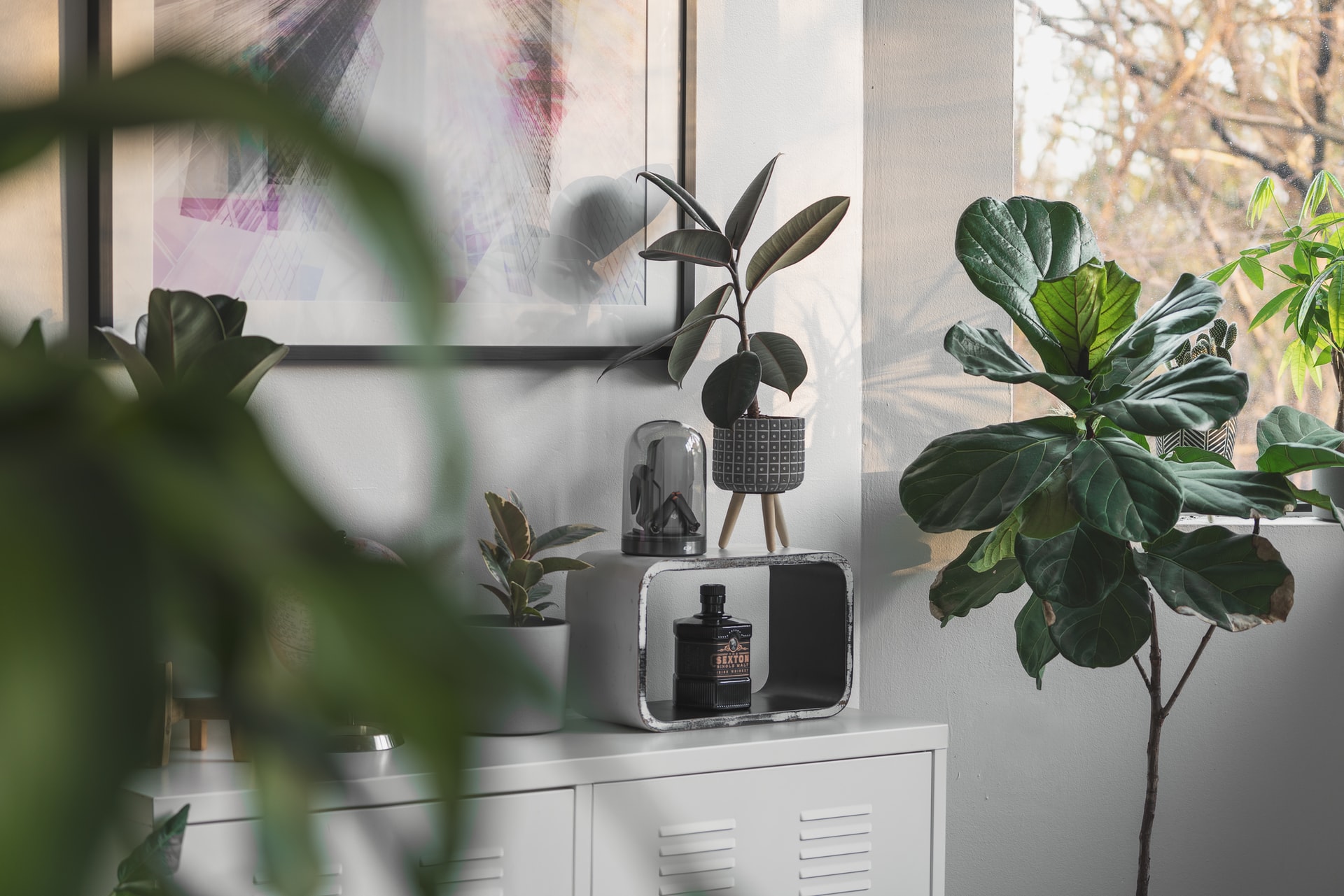 houseplants in the home