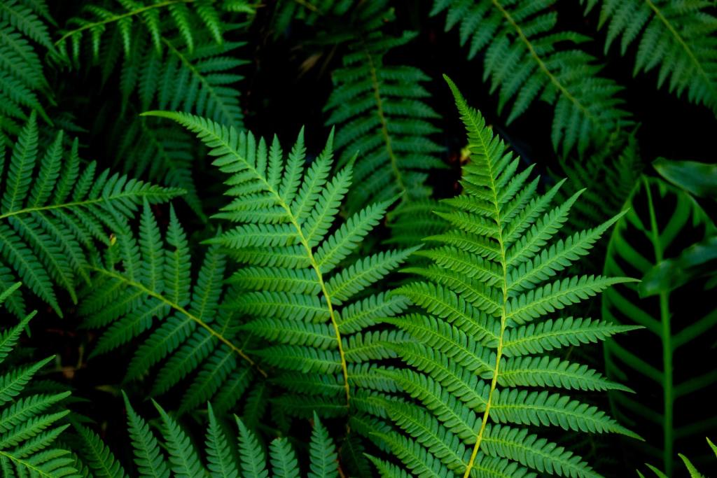 Vibrant green ferns
