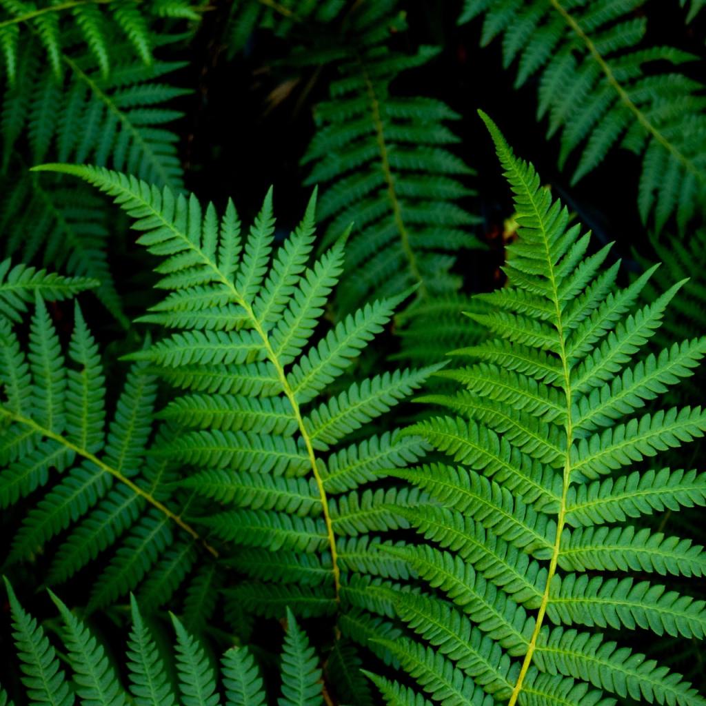 Vibrant green ferns