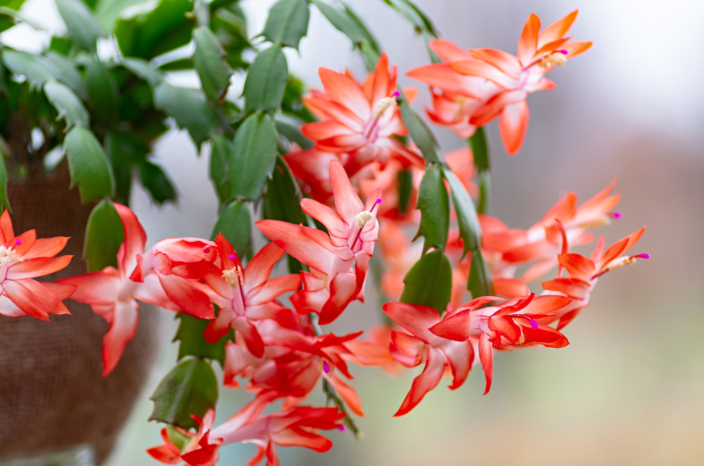 Thanksgiving cactus with flowers