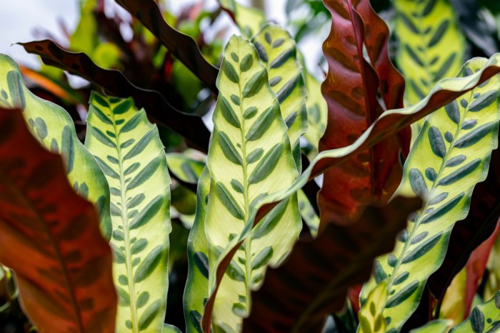 rattlesnake plant leaves